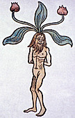 Historical Mandrake illustration
