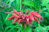 Bee Balm (Monarda didyma)