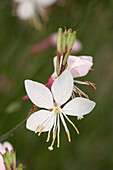 Cleome spinosa