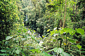 Jungle Creek