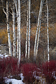 White birch