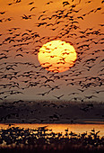 Flock of Snow Geese in flight at sunrise