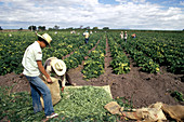 'Harvesting Vegetables,Mexico'