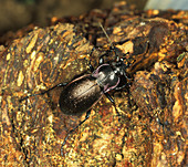 Ground beetle (Carabus nemoralis)