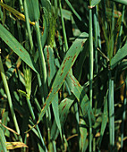 Net blotch lesions on barley
