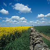 Stone wall and oilseed rape crop