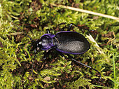 Carabid beetle (Carabus problematicus)