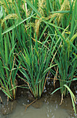 Ragged stunt virus in rice paddy
