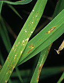 Rice leaf blast (Pyricularia grisea)