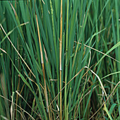 Bakanae disease (Giberella fujikuroi) in rice