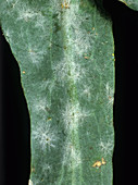 Powdery Mildew on Canola Leaf