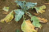 Cabbage Root Fly damage to Cabbage