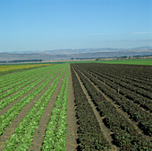 Mixed lettuce crop