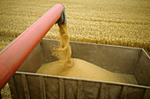 Combine tube discharging grain