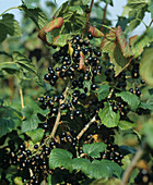 Blackcurrant fruits on the bush