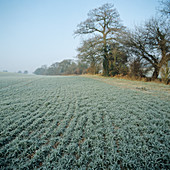Barley crop covered in frost