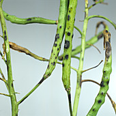 Leaf and pod spot on oilseed rape