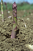 Asparagus Beetle eggs on Asparagus