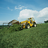 Forklift compacting silage