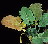 Nitrogen deficient oilseed rape leaf