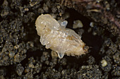Bean Weevil (Sitona lineatus) pupa