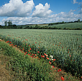 Corn poppies on margin of wheat crop