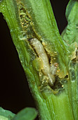 Cabbage Stem Flea Beetle larva in Oilseed Rape