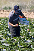 Migrant Farm Worker