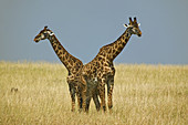 Pair of Masai Giraffes