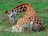 Reticulated Giraffe resting