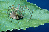 Lynx Spider with Egg Sac