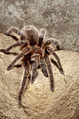 Tarantula