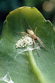 Sac Spider with Eggs
