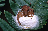 Crab Spider with Egg Sac