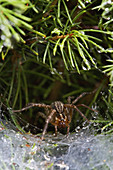 Grass Spider