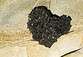 Indiana Bats