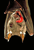 Fruit bat eats fig