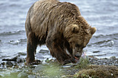 Kodiak Bear Eating Salmon