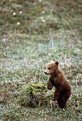 Grizzly Bear Cub