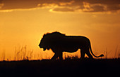 Lion Walking in Namibia