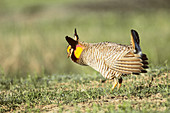 Male Attwater's Prairie Chicken on lek