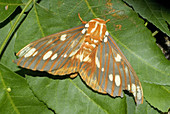 'The Regal Moth,Citheronia regalis'