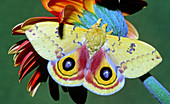 Io Moth (Automeris io) adult male