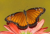 Soldier Butterfly (Danaus eresimus)