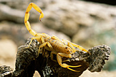 Bark or Crevice Scorpion