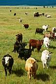 Cattle in Idaho
