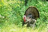 Wild Turkey male in courtship display