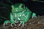 Argentine Leaf Frog