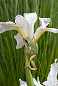 Pacific treefrog on Douglas iris