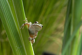 Pacific treefrog on leaves of Douglas iris